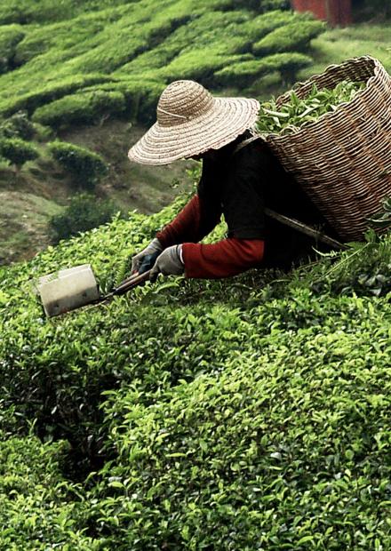 古代香港的茶