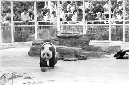 根據當年報導，兩隻大熊貓於每日上午九時至十二時、下午二時至四時在熊貓館的運動場與遊客見面（圖片來源：Getty Images）